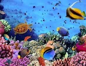 Подводный Мир Египта Фото