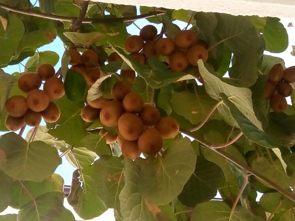 Фотография Andreev 2*