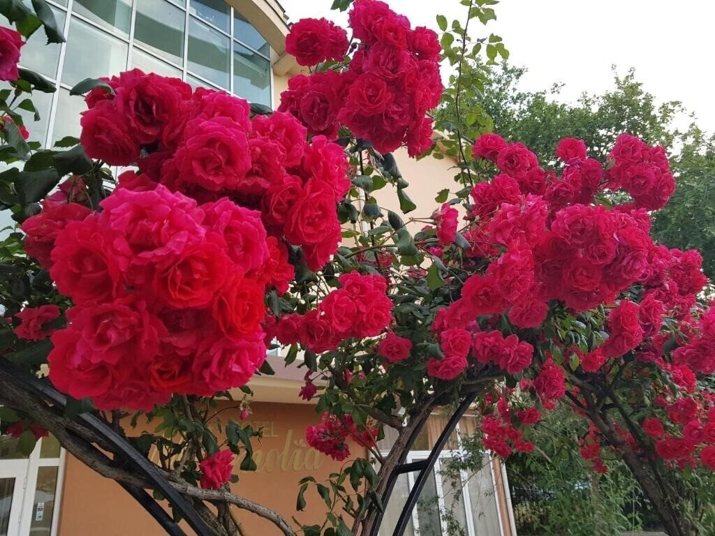 Зображення Magnolia Sunny Beach 2*