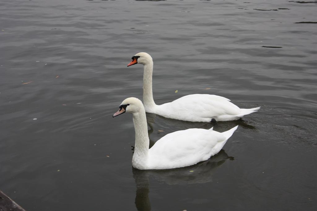 Зображення Botel Racek 3*