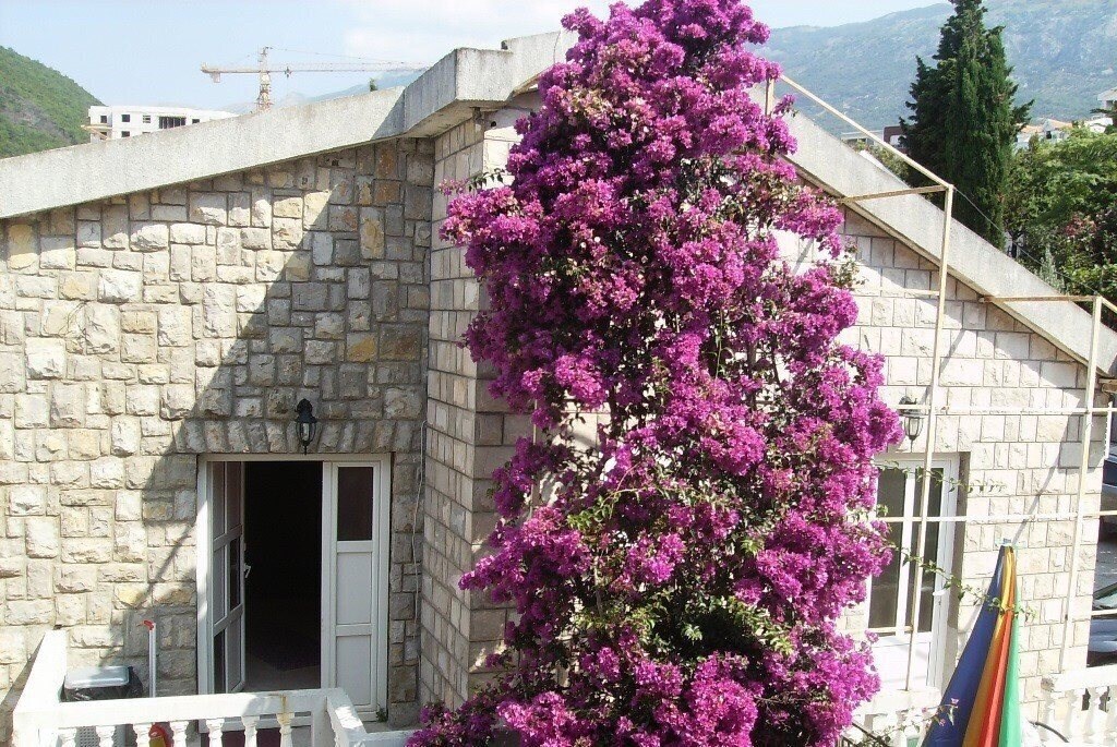 Готель Djordjevic Apartments 1*