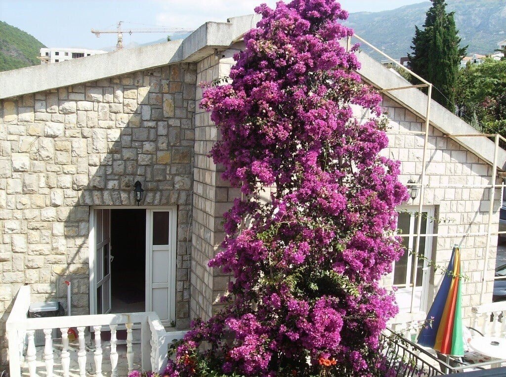 Готель Djorjevic Villa 3*