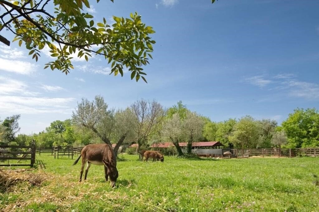 Отель Green Ranch Stara Maslina Hotel 3*
