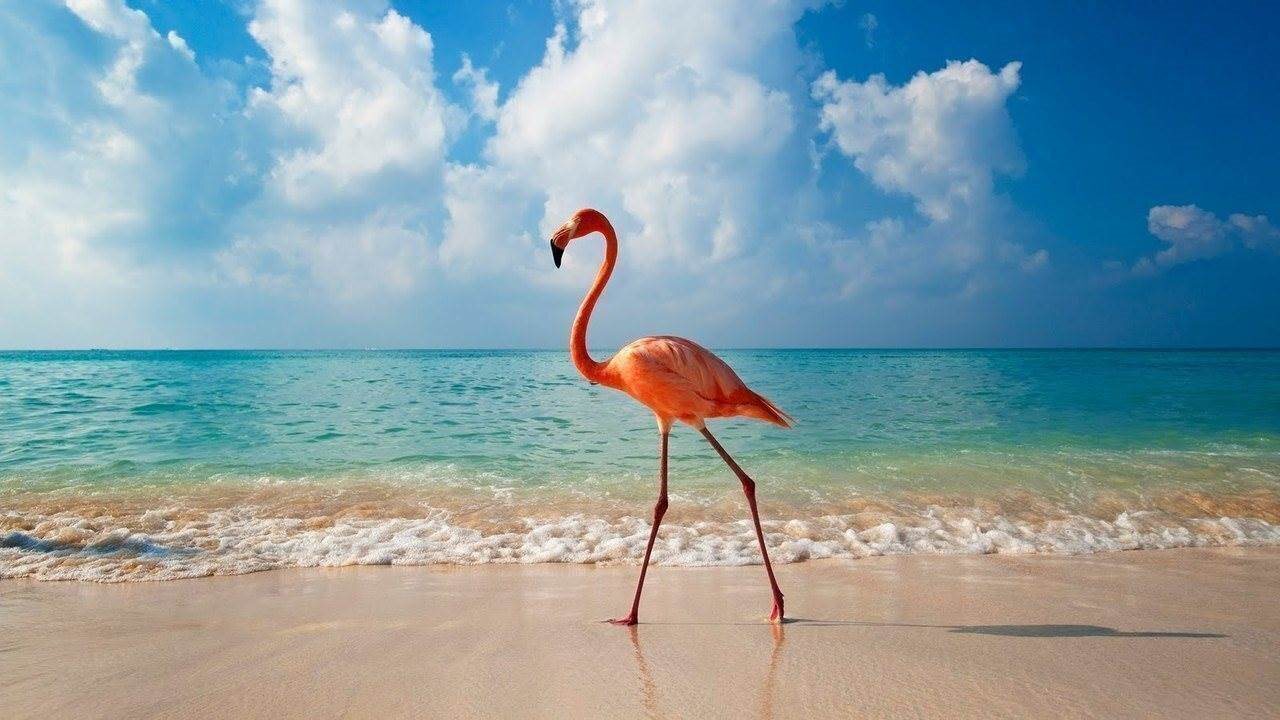 Отель Coral Fortuna Punta Cana 5* 5*