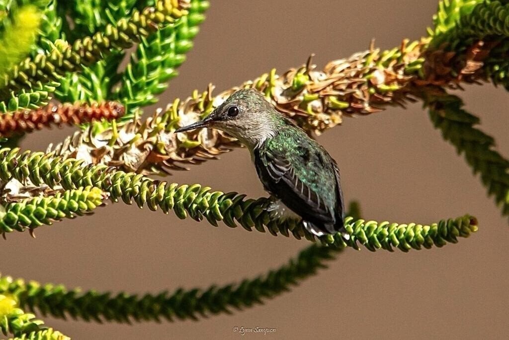 Картинка Mt Plaza Brisas 3*