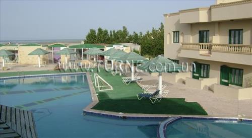 Зображення Nefertiti Sun Flower 4*