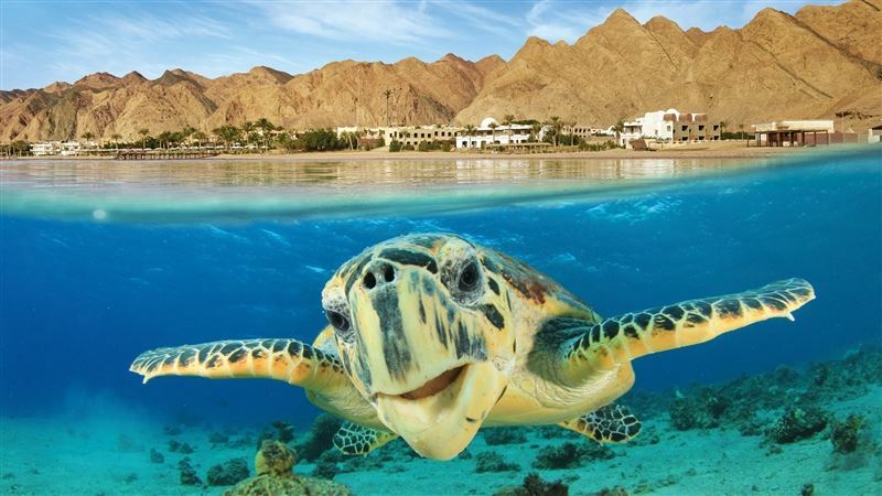 Готель Tez Express 4* Aqua Park Beach Resort Hrg 4 * 4*