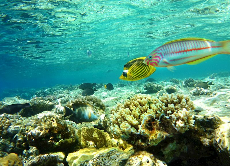 Картинка Roulette 4* Aquapark Hurghada 4*