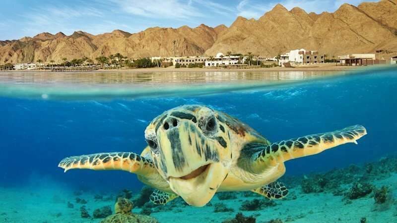 Фотографія Fortune Hurghada 4 4*