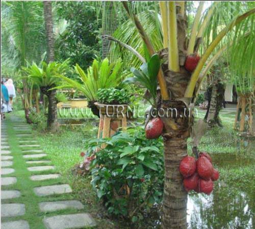 Зображення Red Coconut Beach Resort 4*