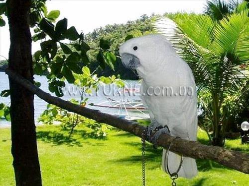 Фото Paradise Bay 3*