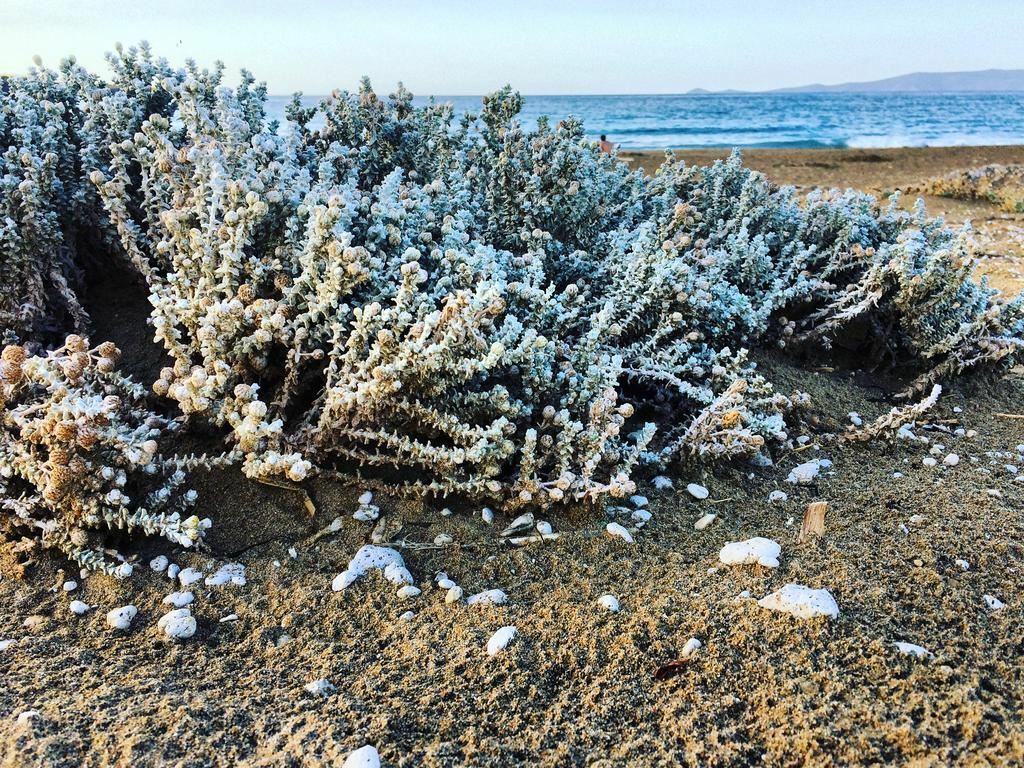 Фотографія Aks Minoa Palace 4*