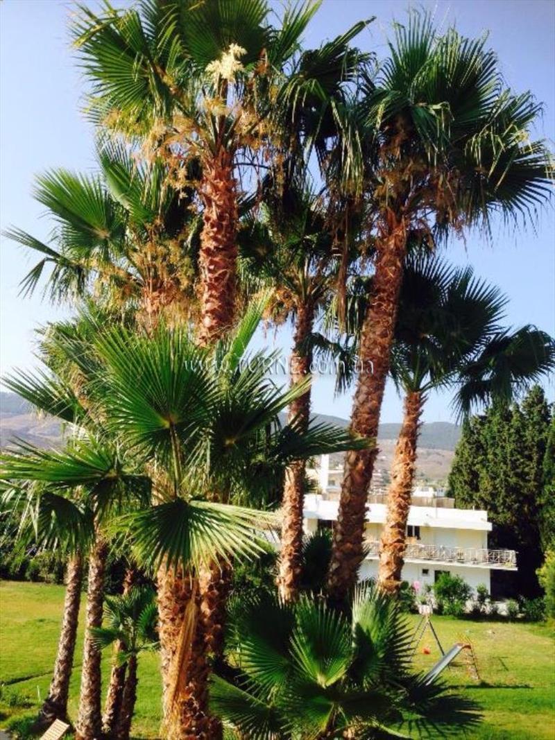 Фотографія Olga Paradise 3*