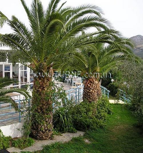 Картинка Giorgos Apartments апартаменты