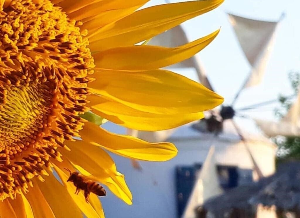 Зображення Anemomilos Suites Fira 2*