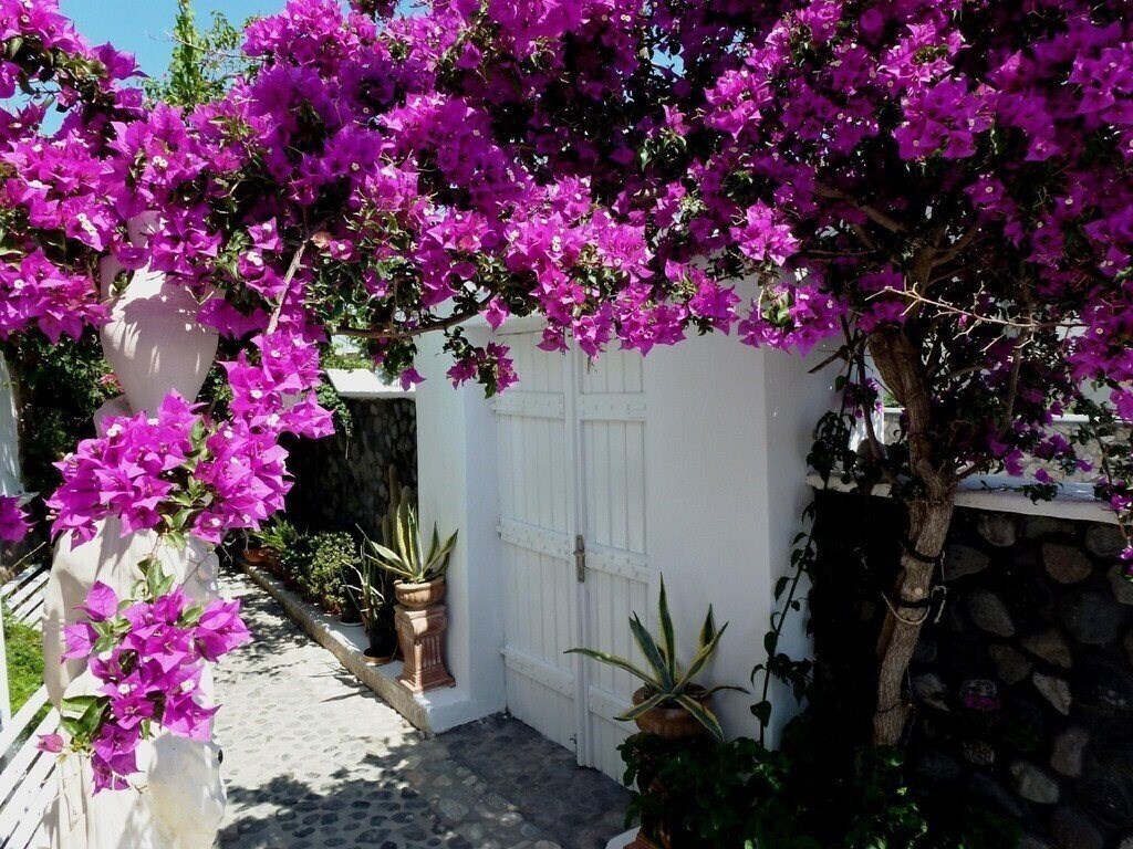 Фотография Bougainvillea Suites 3*