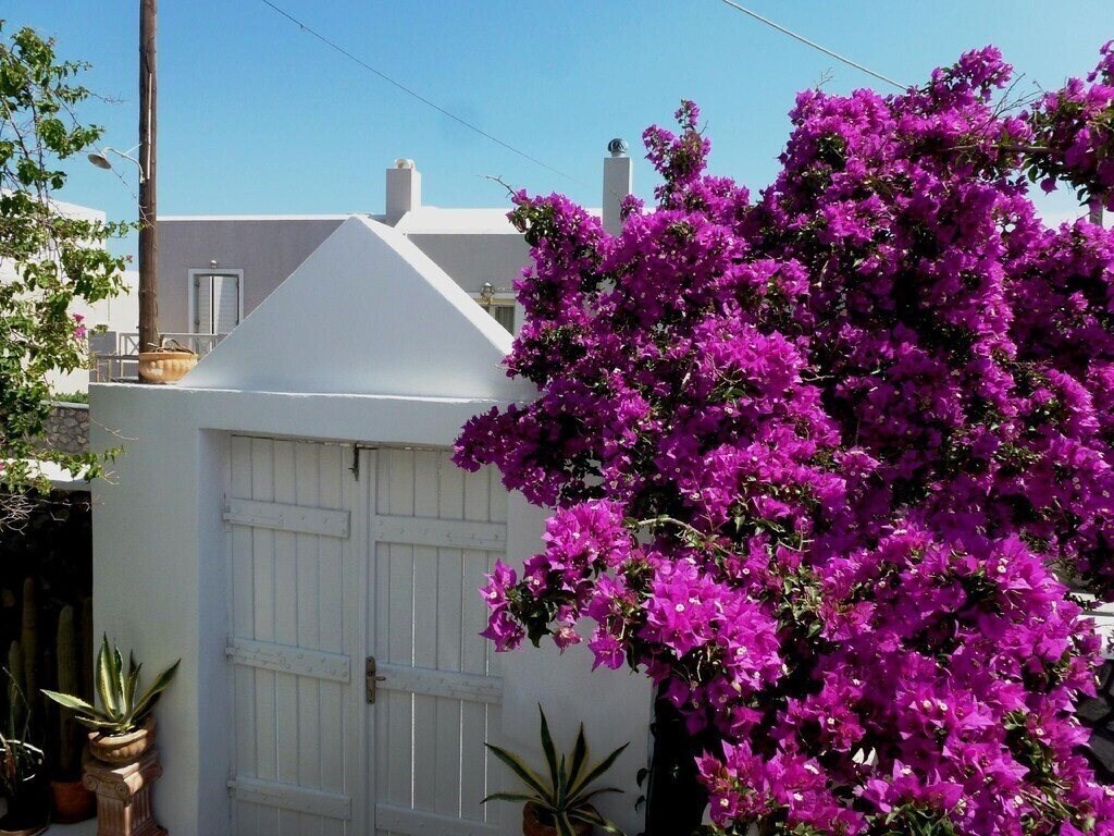 Изображение Bougainvillea Suites 3*