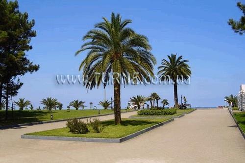 Зображення Palma 2*