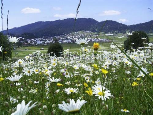 Готель Golden Fleece 5*