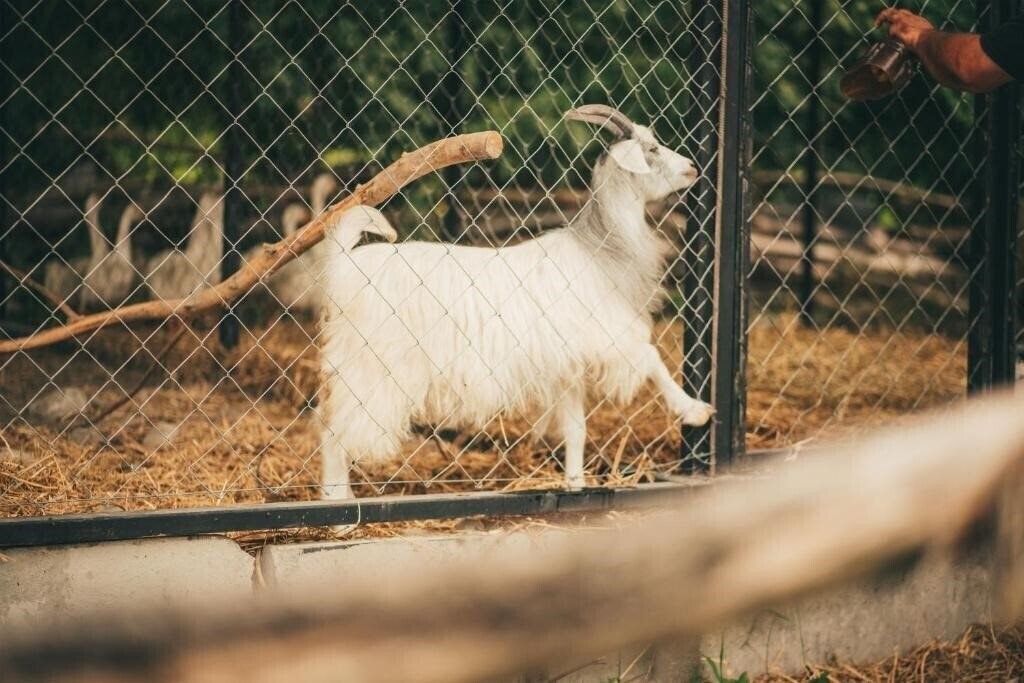 Картинка Rancho In Variani 3*
