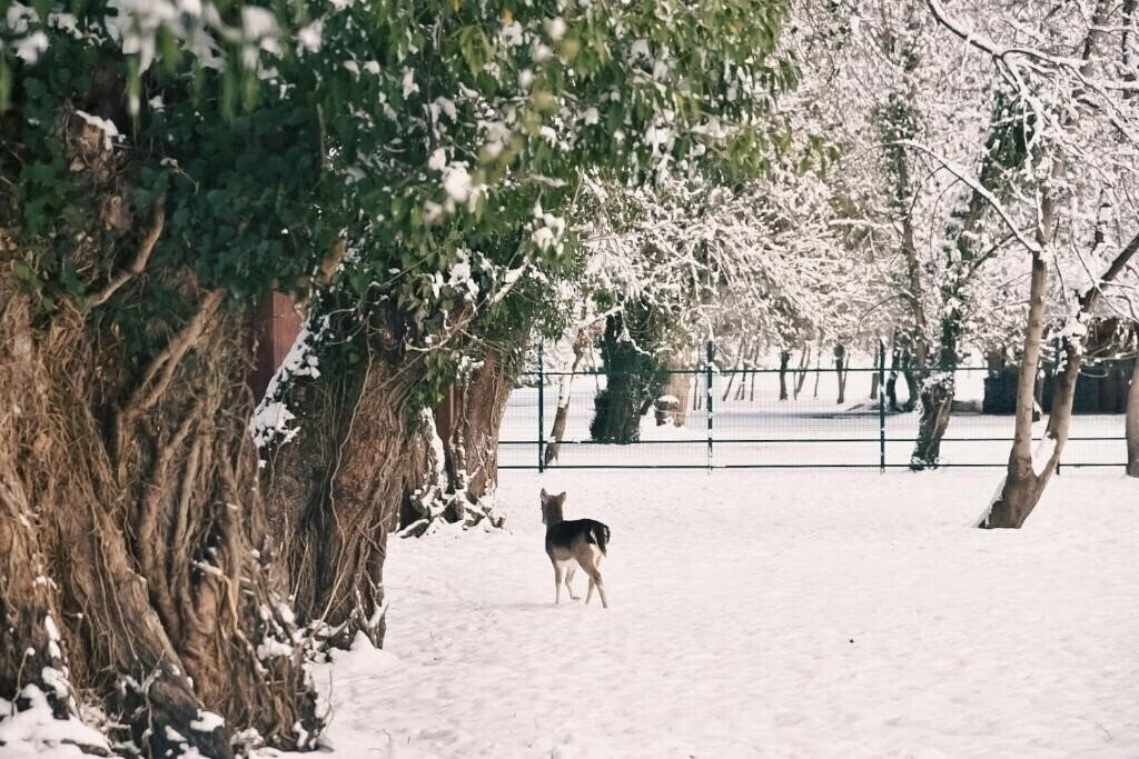 Фотографія Lopota Lake Resort 5*