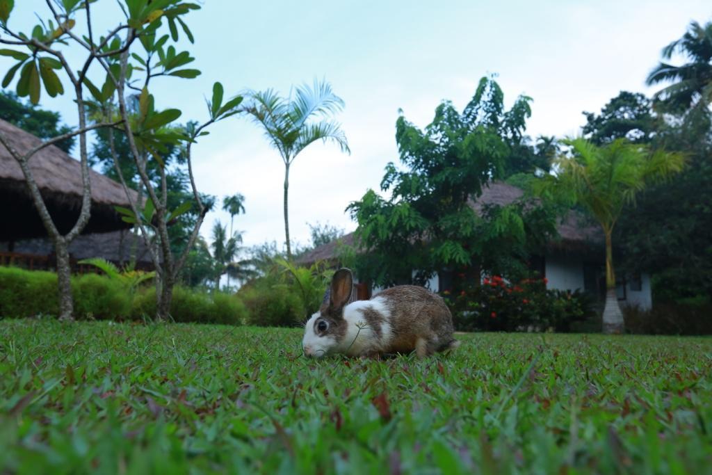 Картинка Deshadan Back Water Muhamma 4*