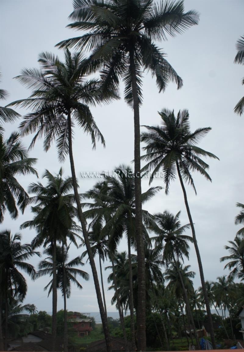 Зображення Shiva Seaside 1*