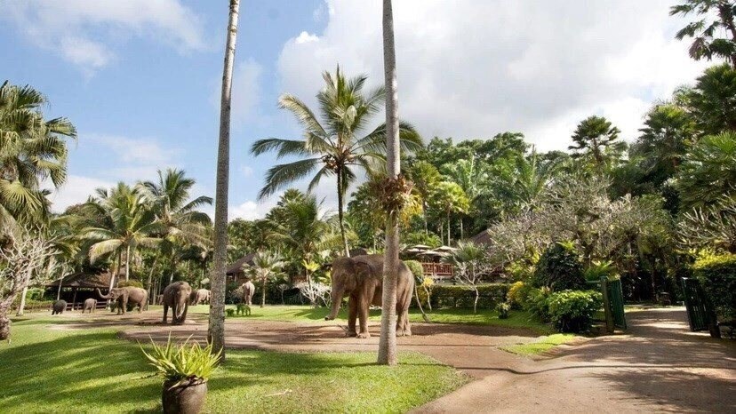 Отель Mason Elephant Park & Lodge 5*