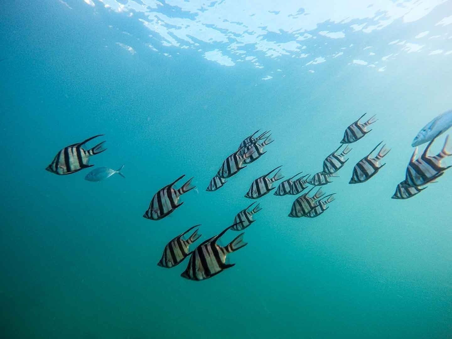 Зображення Bawah Reserve 5*