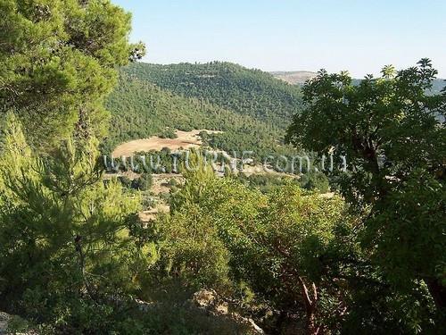Фотографія Ajloun Forest Reserve 3*