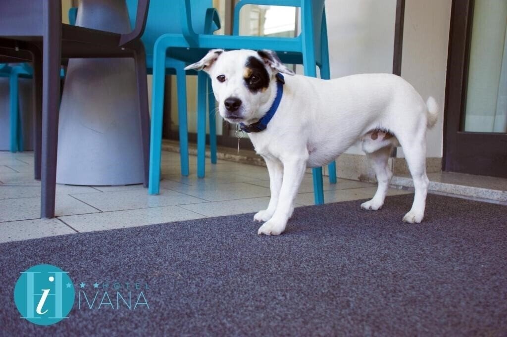 Изображение Ivana 3*