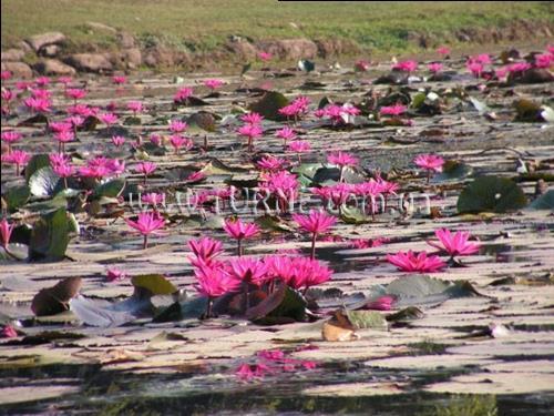 Готель Intercontinental, Пномпень 5*