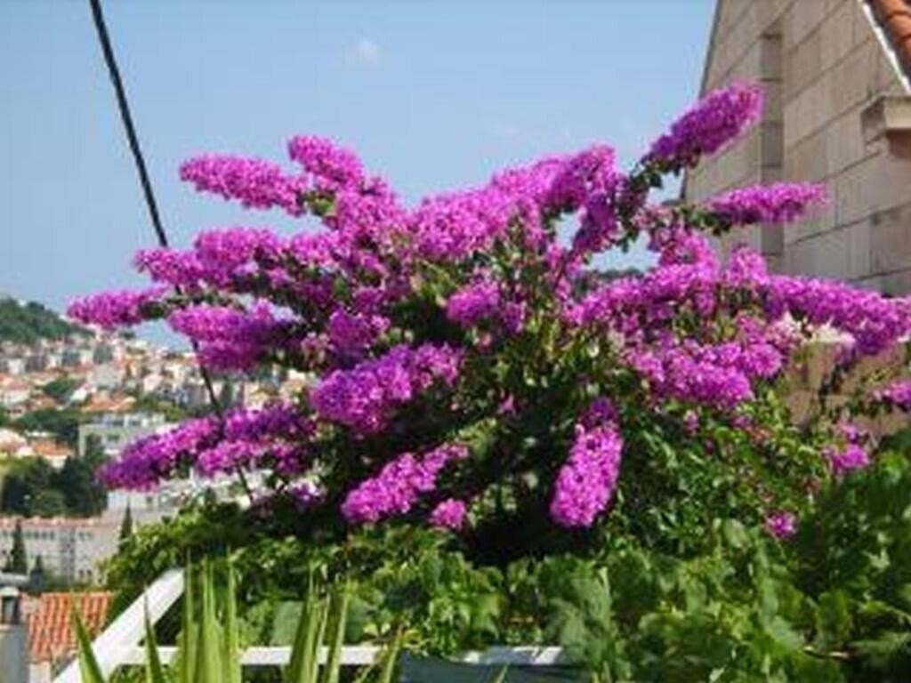 Зображення Anna Guesthouse 2*