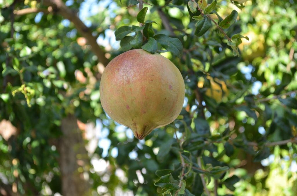 Зображення Traditional Village Houses Skarinou 3*
