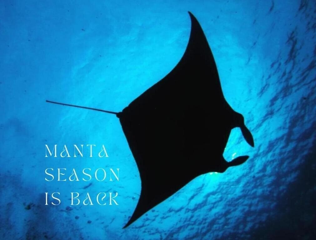 Готель Origami Inn Himandhoo Guest House гостиный двор