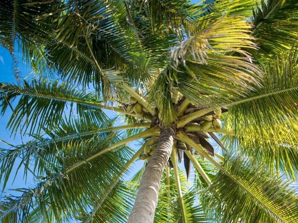 Фотография Flowers Of Paradise Beachfront Residence Apartment 3*