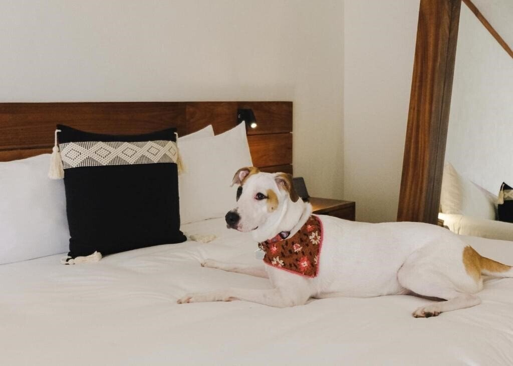 Зображення Kimpton Aluna Tulum 4*