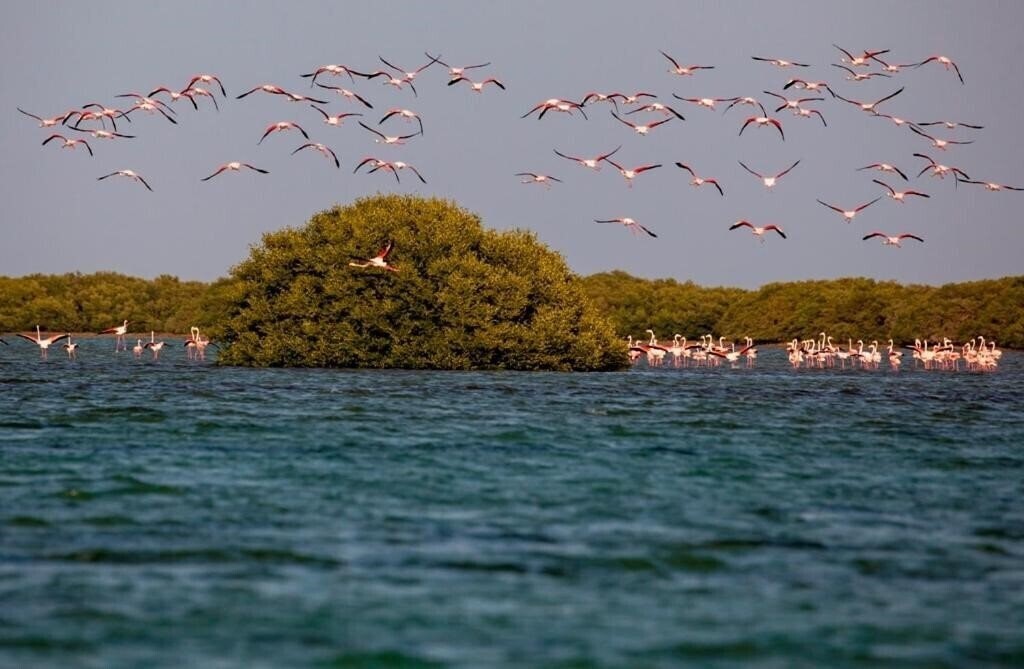 Отель Flamingo Beach Resort 3*
