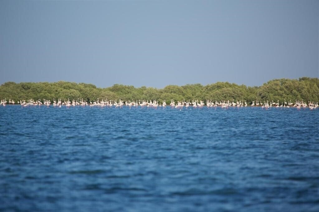 Зображення Flamingo Beach Resort 3*