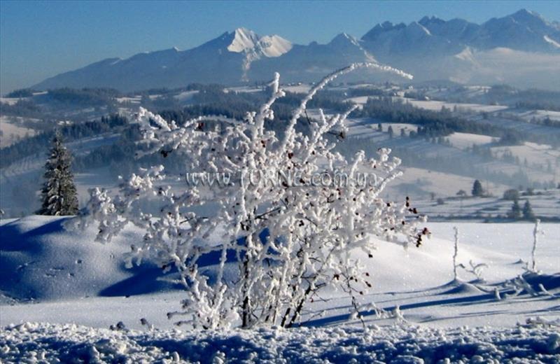 Готель Helena Zakopane Harenda апартаменты