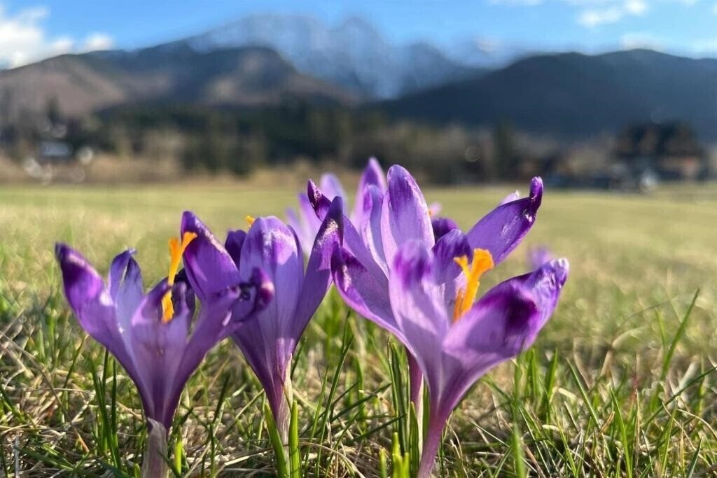 Картинка Radisson Blu Hotel & Residences Zakopane 4*