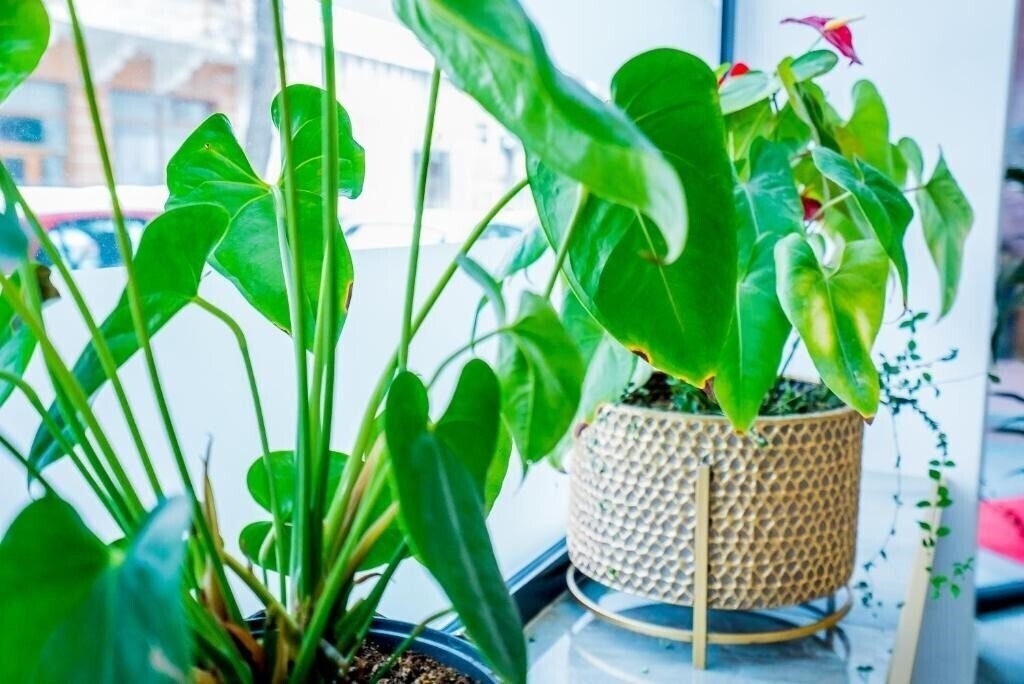 Картинка Guci 3*