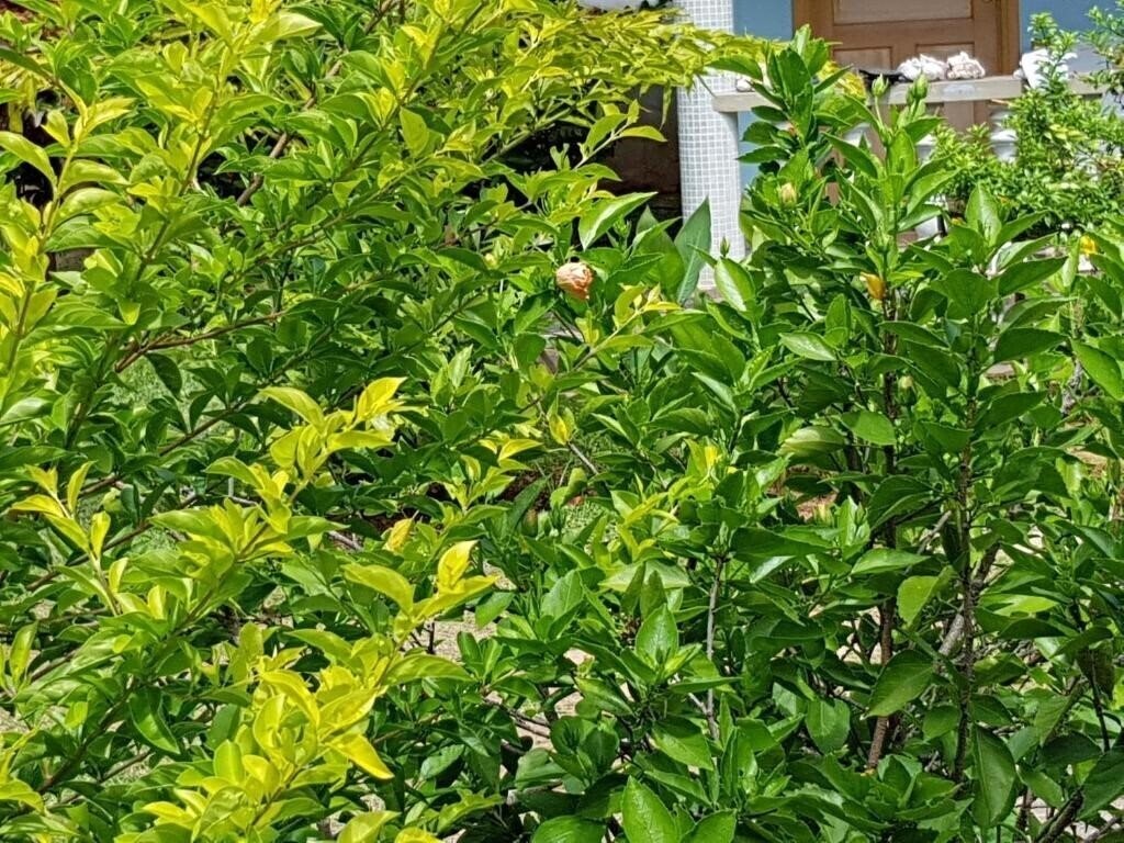 Картинка Island Bungalow 3*