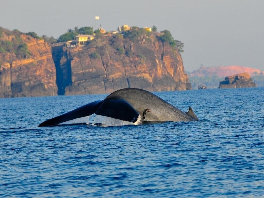 Зображення Trinco Blu by Cinnamon (ex. Chaaya Blu) 4*