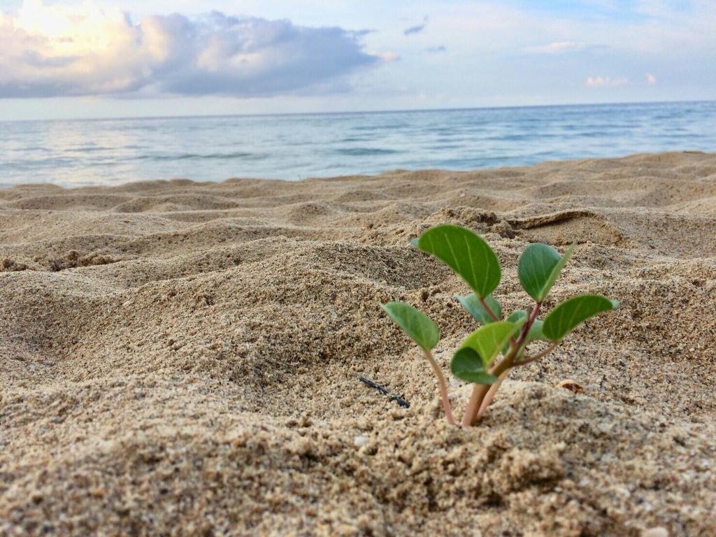 Фотографія White Sand Beach 2*