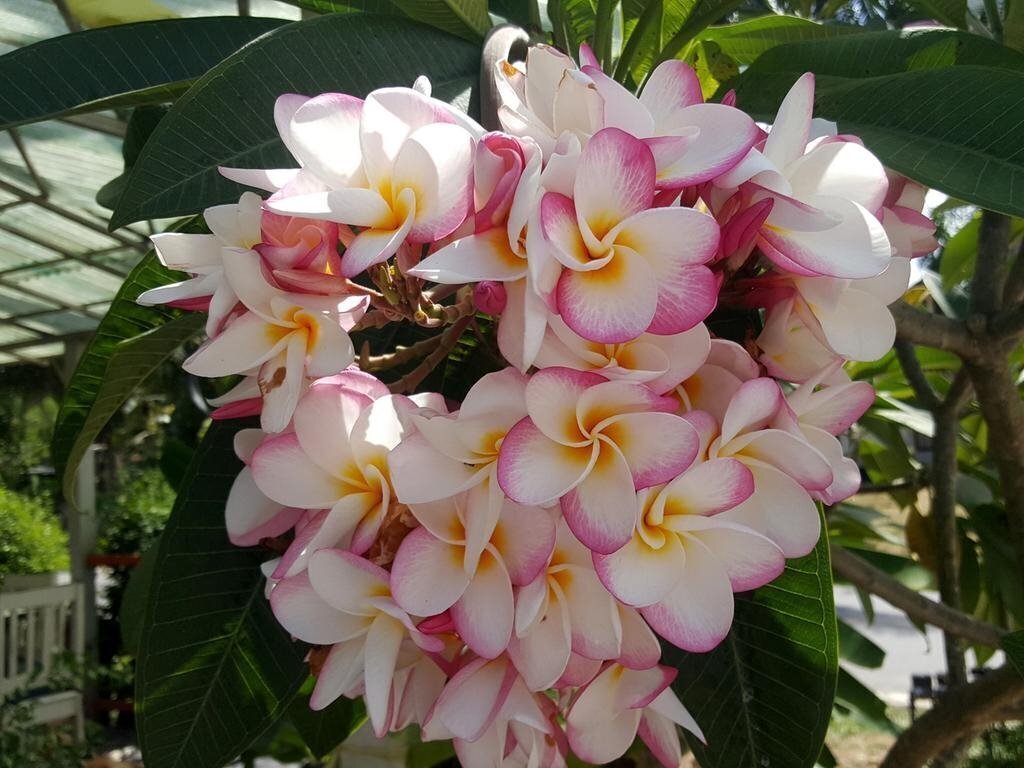 Картинка Maenam Hills Samui 3*