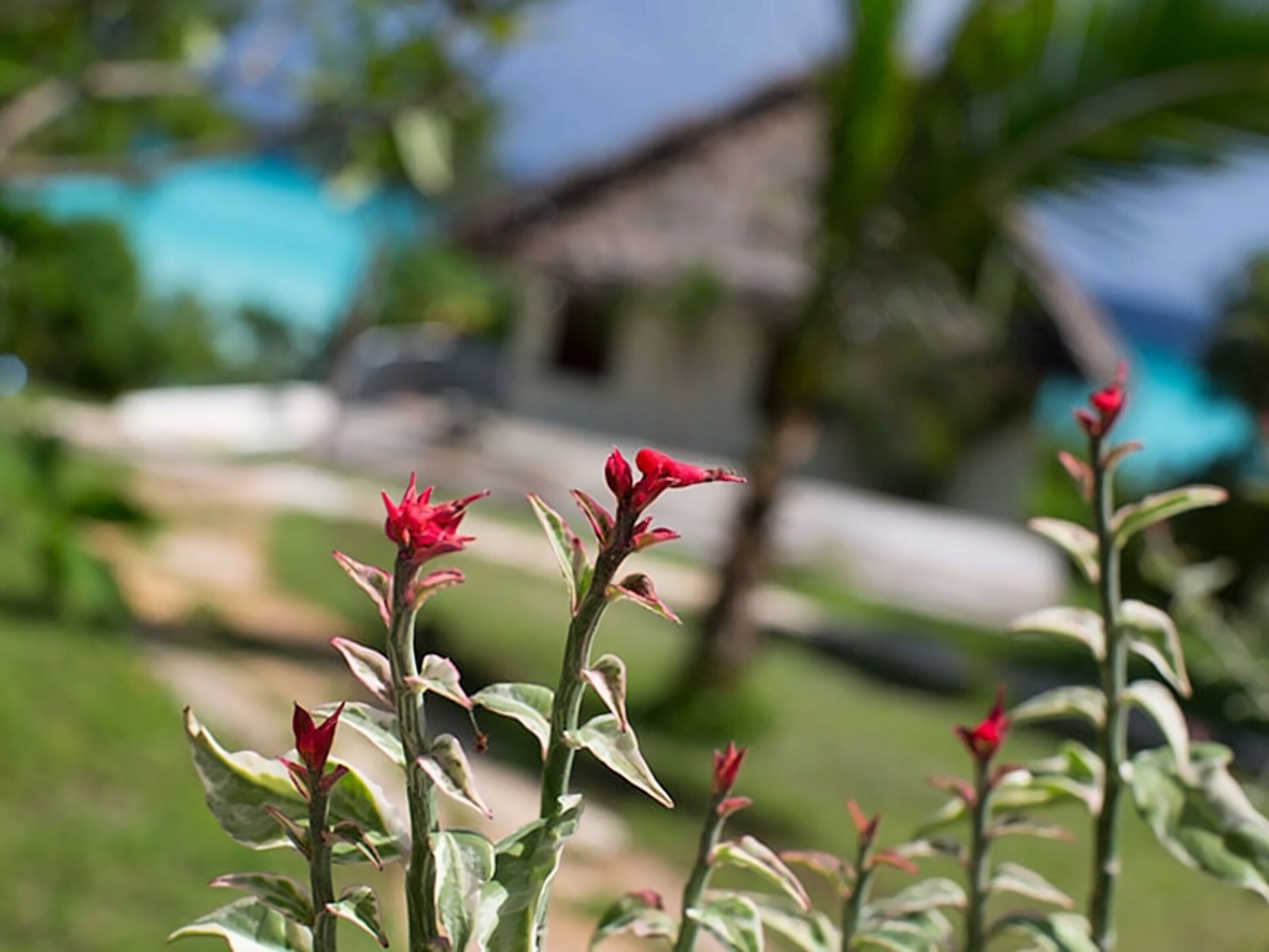 Фотографія The Manta Resort 4*