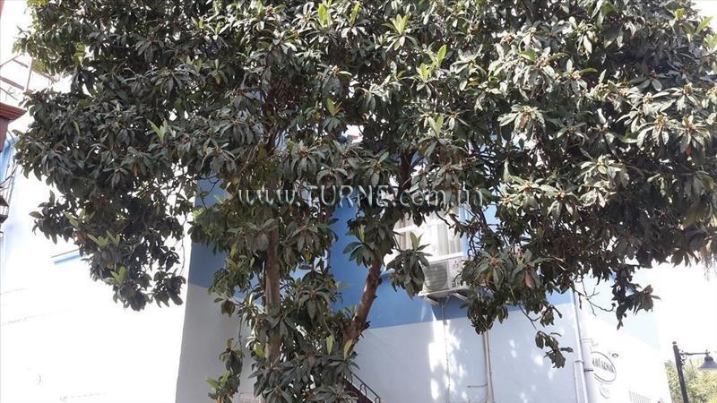 Фото Mavi Konak Guest House гостиный двор