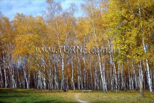 Отель Berezovaja Roscha санаторий