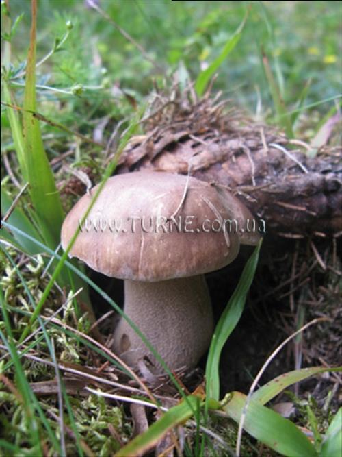 Отель Усадьба Данчуков усадьба